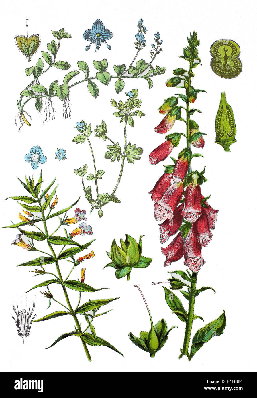 Gratiole, hedgehyssop comune o erbe di grazia, Gratiola officinalis bottem (sinistra), comune foxglove, viola foxglove, Digitalis purpurea (a destra), Heath speedwell, Veronica officinalis (in alto a sinistra), un dito speedwell, Veronica triphyllos (centro) Foto Stock