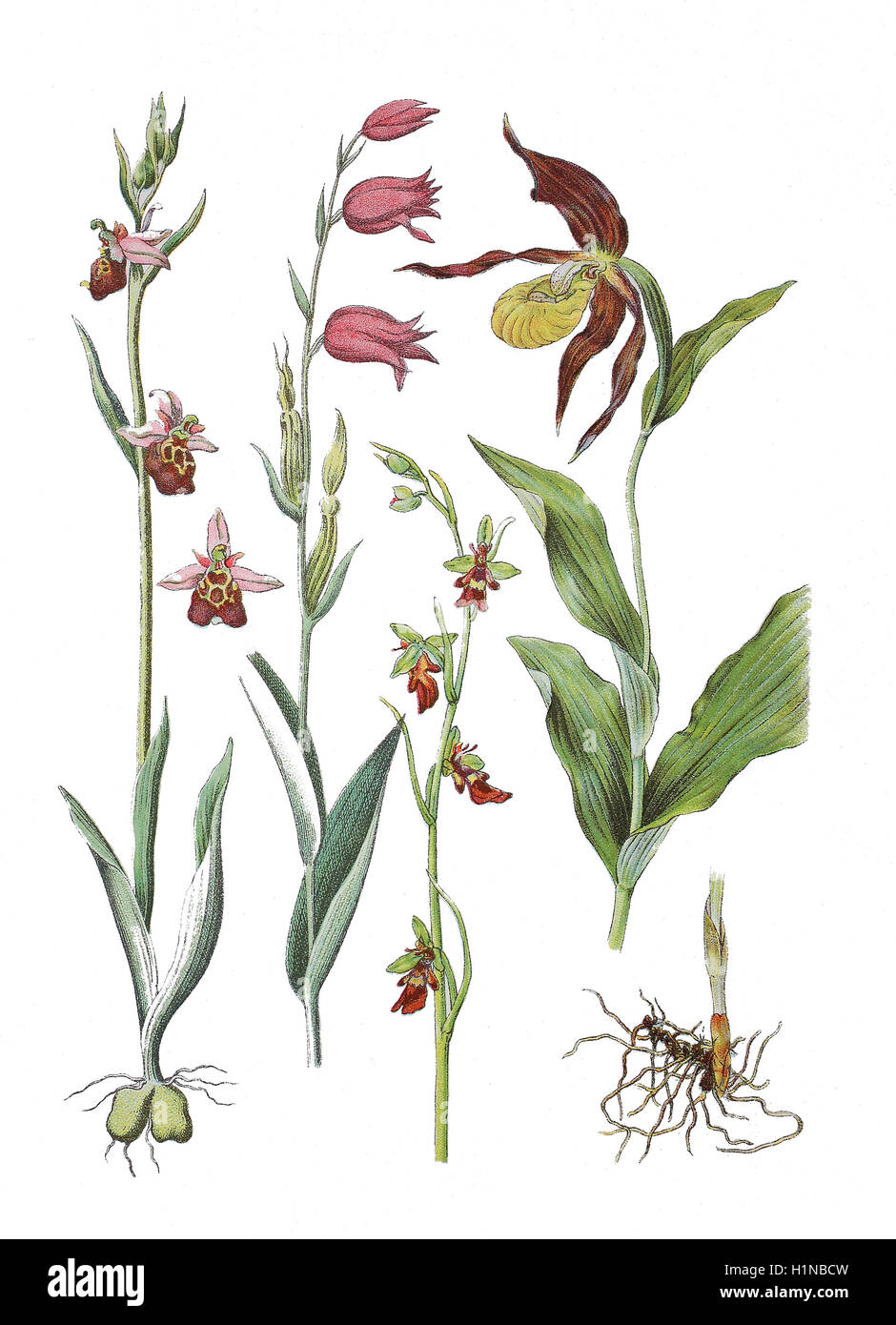 'Late spider-orchid, Ophrys holoserica (Burm.) Greut.; Syn.: Ophrys fuciflora (sinistra), Red Helleborine, Cephalanthera rubra (2. von sinistra), fly orchid, Ophrys insectifera (3. von sinistra), Lady's-slipper orchid, Cypripedium calceolus (destro)" Foto Stock