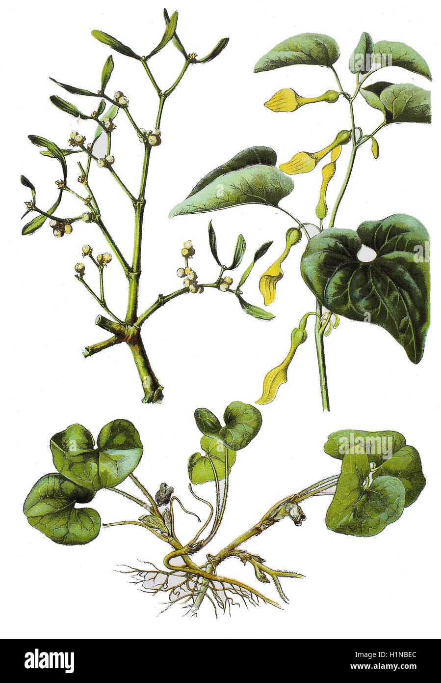 Unione mistleto, Viscum album (in alto a sinistra), hazelwort, Asarum europaeum (bottem), birthwort, Aristolochia clematitis (in alto a destra) Foto Stock