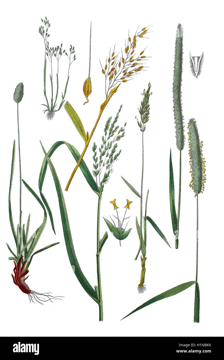 Sesleria coerulea bottem (sinistra), Aera caryophyllea (in alto a sinistra), Riso, Oryza sativa (top und bottem centro), dolce erba primaverile, santo erba, erba di vaniglia, Anthoxanthum odoratum (3.und 4. von destra), Timothy-erba, Phleum pratense (2. von destra), campo coda di volpe, Alopecurus pratensis (destra) Foto Stock