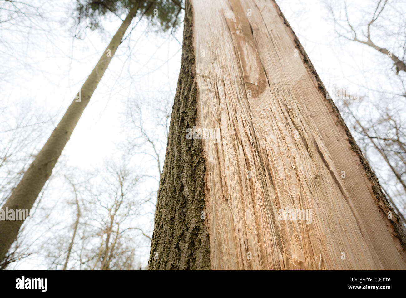 Tronco di albero diviso verticalmente da un ramo caduto. Foto Stock