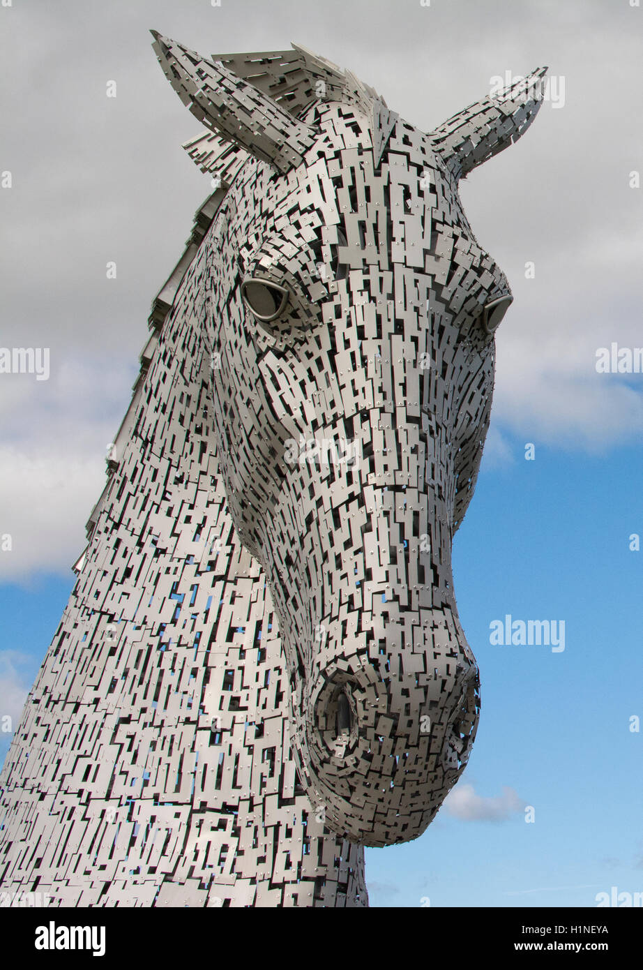Kelpie testa Foto Stock