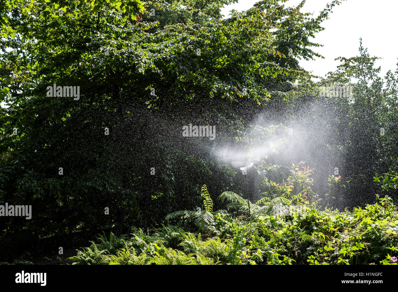 Un fine spray di acqua da una testina sprinkler in un parco pubblico giardino. Foto Stock