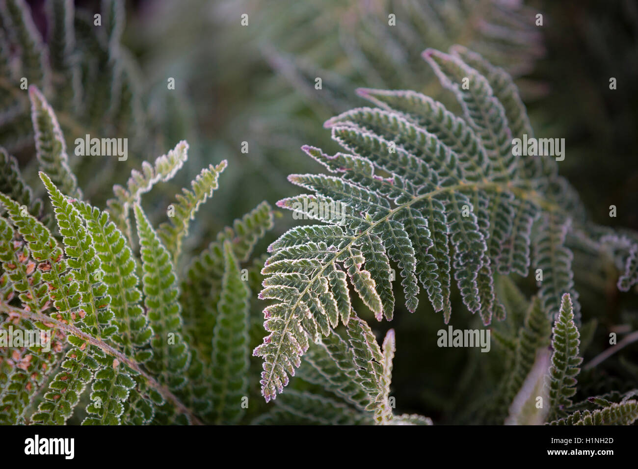 Vecchio fern frond orlato da gelo. Foto Stock