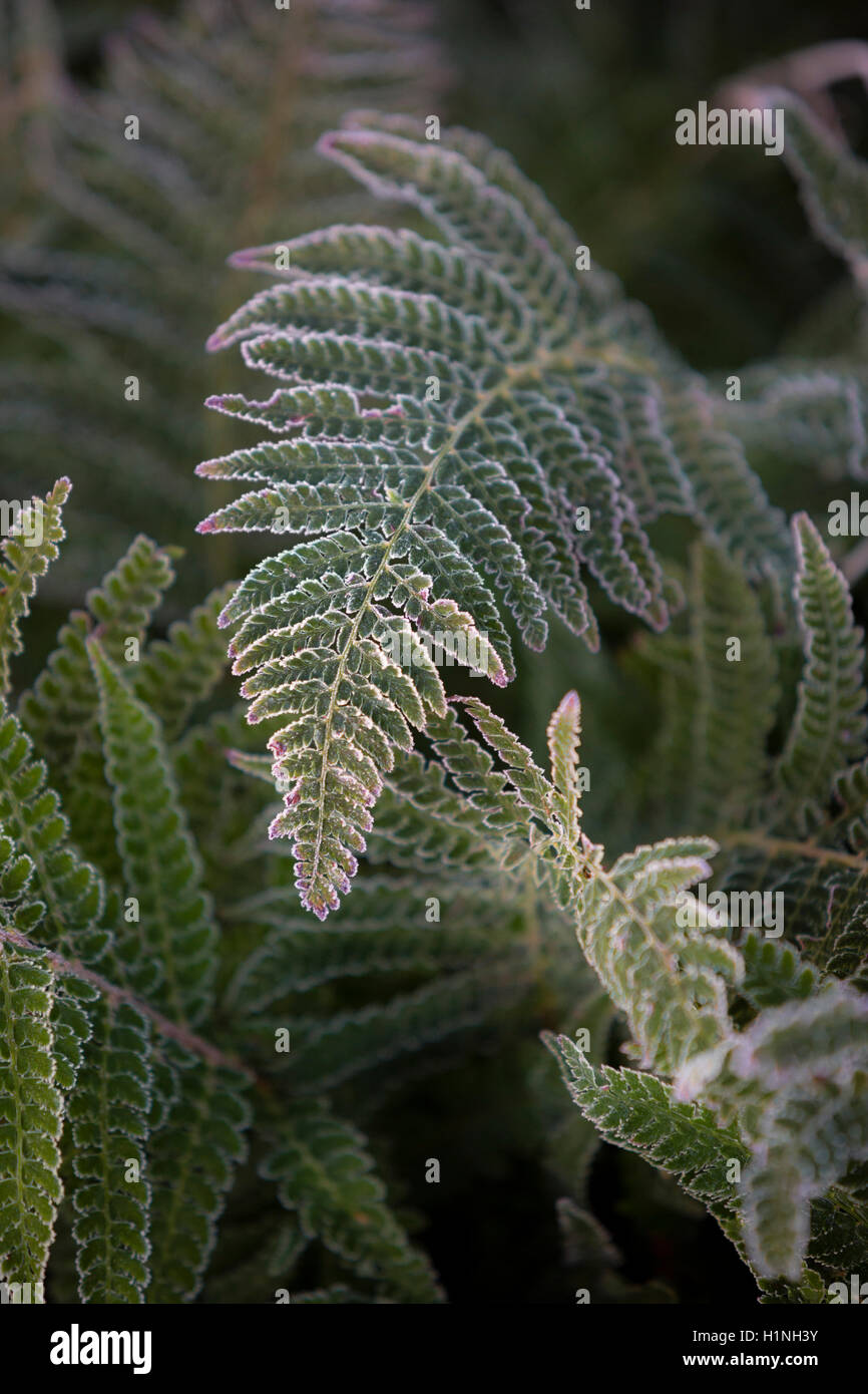 Vecchio fern frond orlato da gelo. Foto Stock