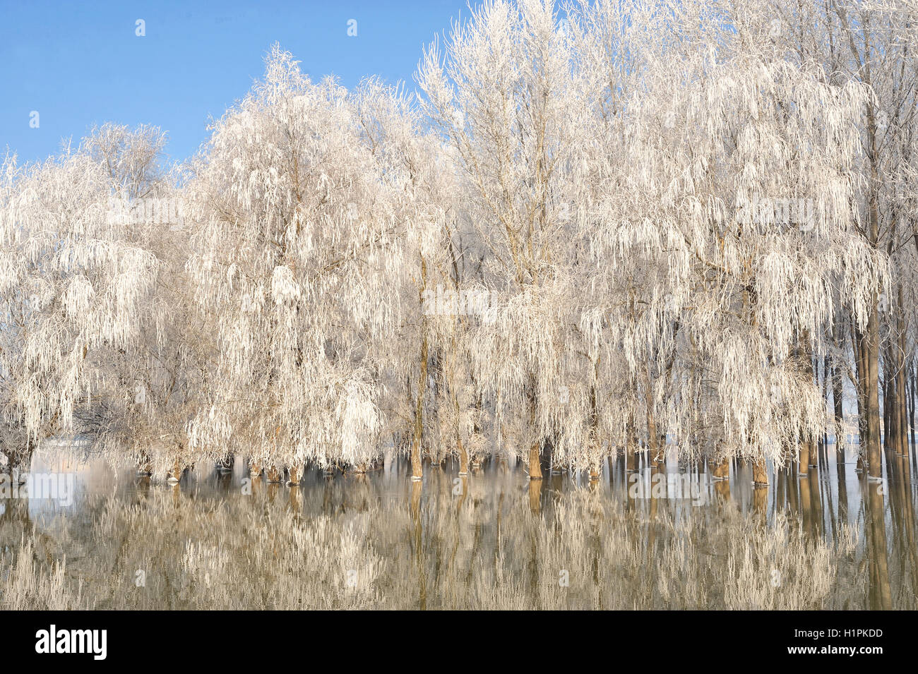 Gelido inverno alberi sul fiume Danubio Foto Stock
