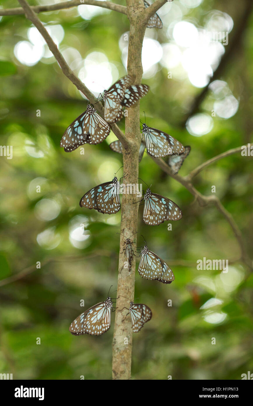 Blue tiger farfalle, nymphalidae : spazzola footed farfalle, tirumala septentrionis, bhimgad Wildlife Sanctuary, Karnataka, ho Foto Stock