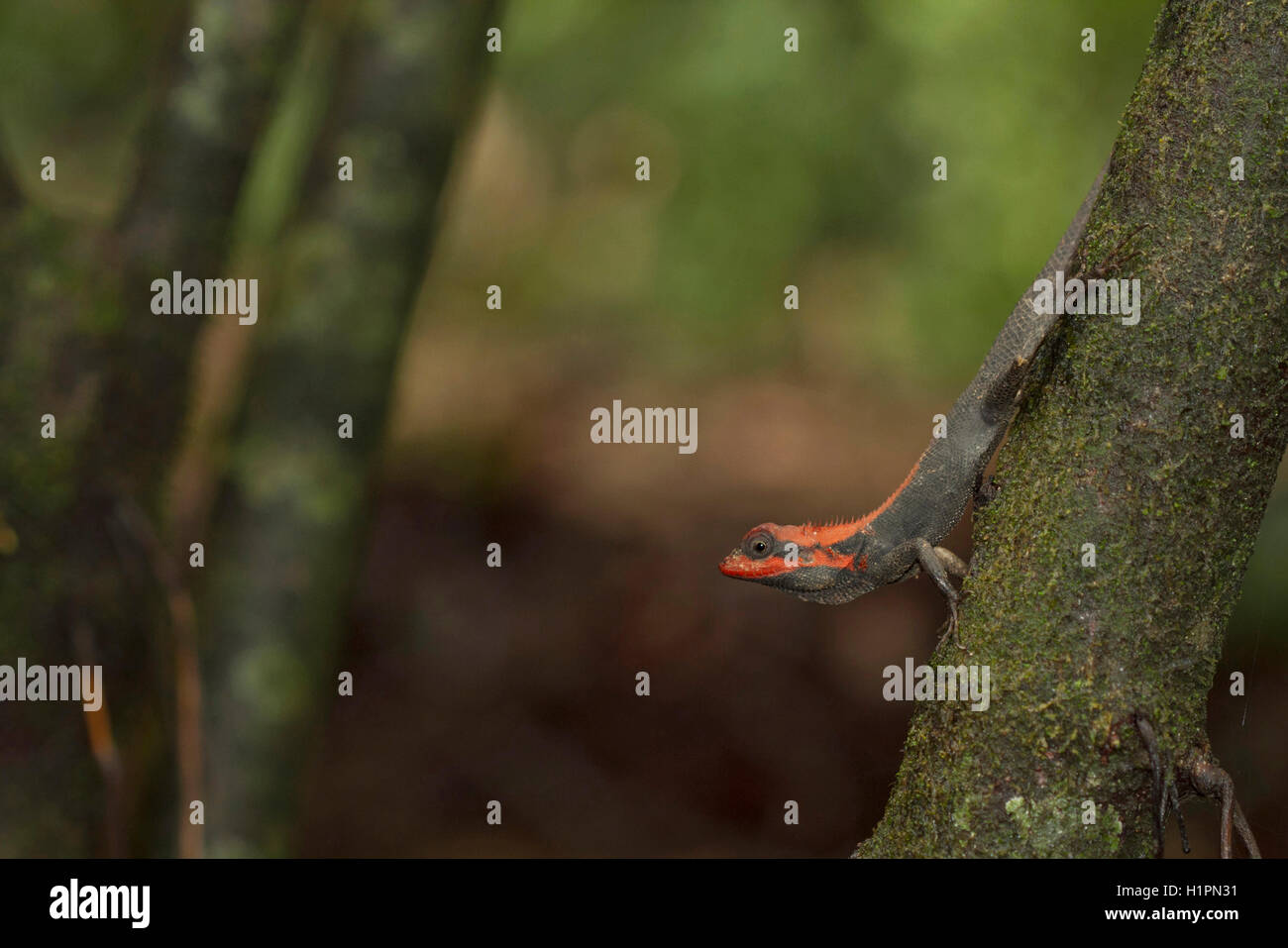 Foresta, CALOTES Calotes rouxii, maschio in allevamento in colore i monsoni, Tadoba Andhari Riserva della Tigre, India Foto Stock