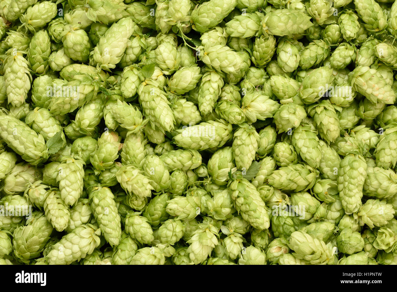 Il luppolo (Humulus lupulus, SYBILLA) sfondo. Freschi ben luppolata coni. Foto Stock