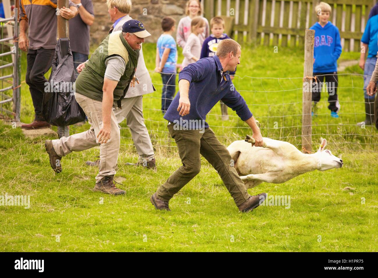 La cattura di pastori di pecore sfuggito a Calbeck Sheep Dog Trial, Calbeck, nel distretto del lago, Cumbria, England, Regno, l'Europa. Foto Stock