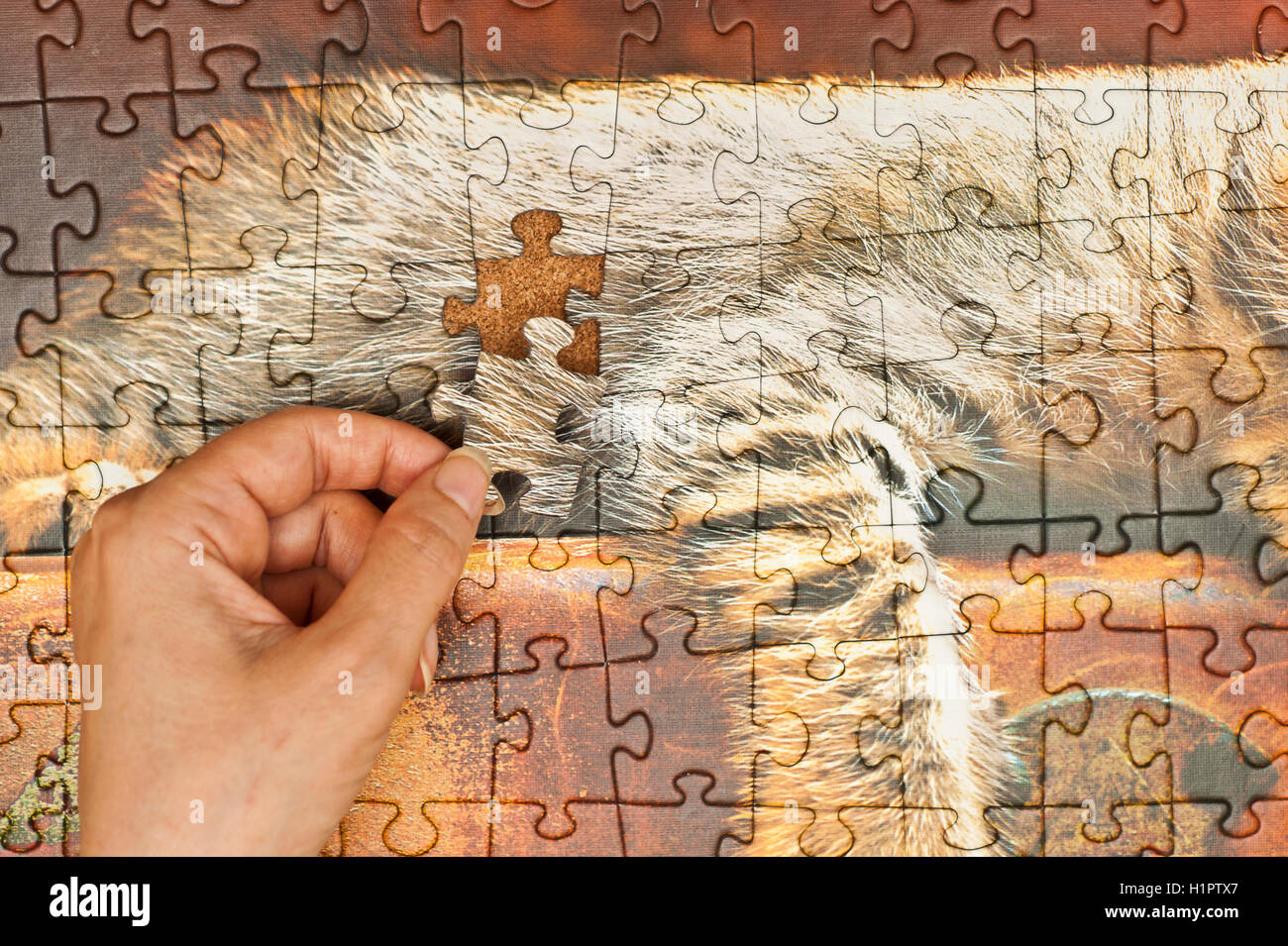 Donna mano completando un puzzle Foto Stock