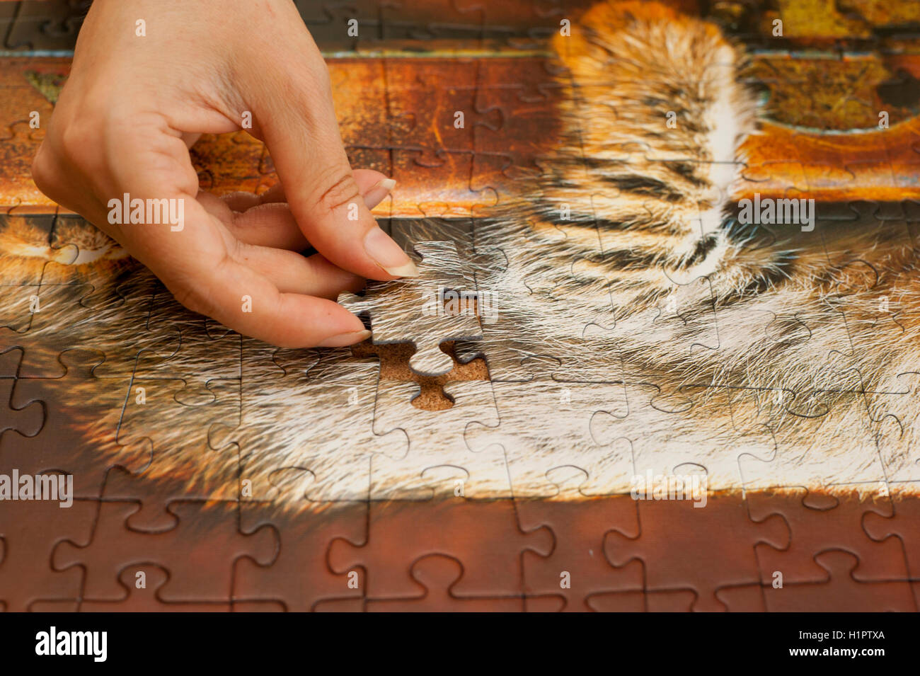 Donna mano completando un puzzle Foto Stock