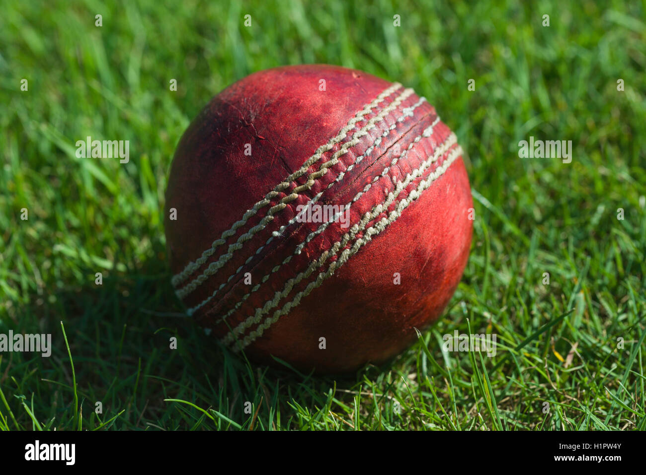 Sfera di cricket di erba close up Foto Stock