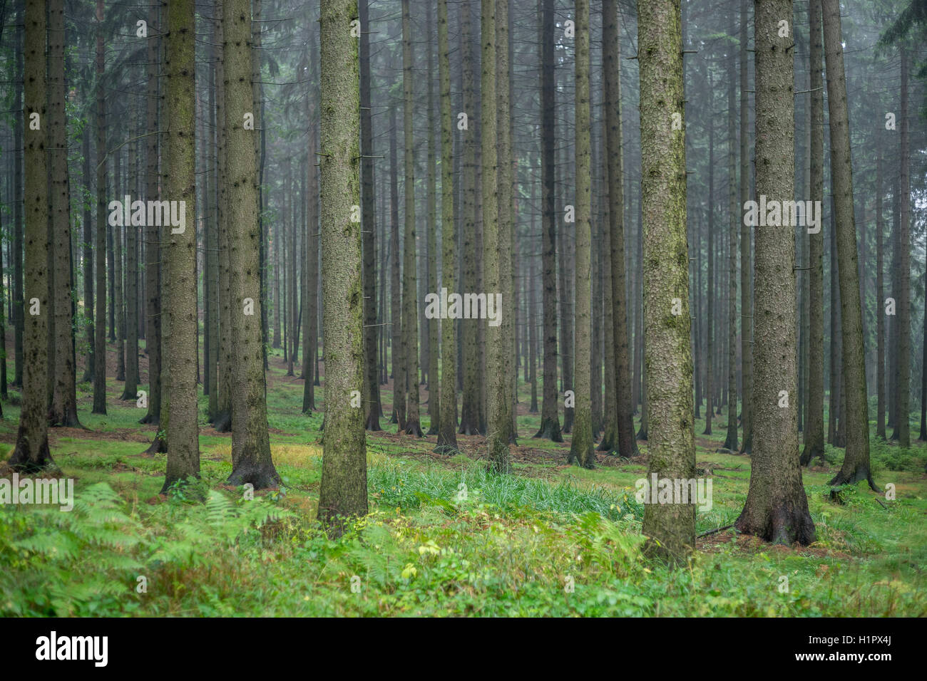 Abeti della foresta ad albero sotto la pioggia Foto Stock