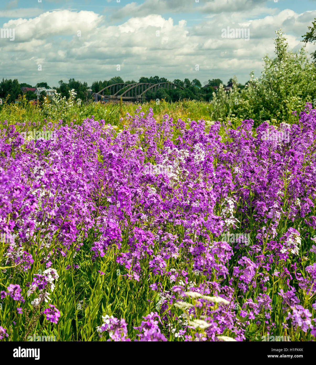 Paesaggio estivo con rigogliosi Phlox Foto Stock