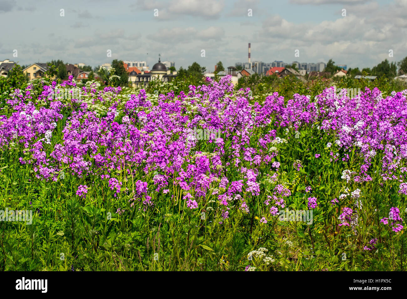 Paesaggio estivo con rigogliosi Phlox Foto Stock