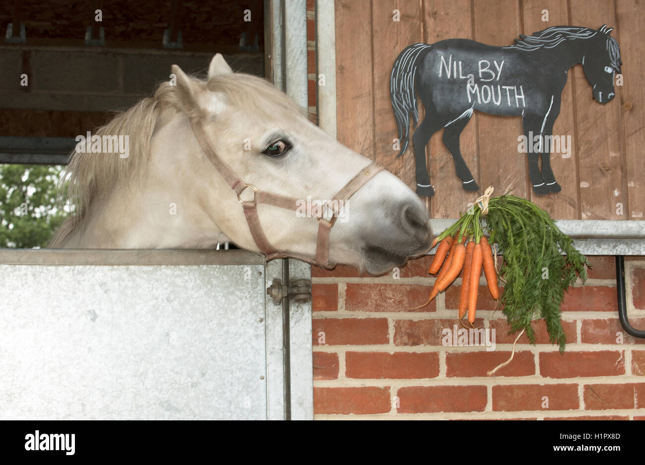 Un pony grigio cercando di mangiare un mazzetto di carote e una scheda di gesso avviso dichiarando nulle per bocca Foto Stock