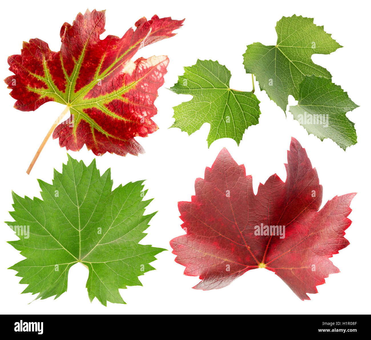 Raccolta di foglie di uva isolato su uno sfondo bianco. Foto Stock