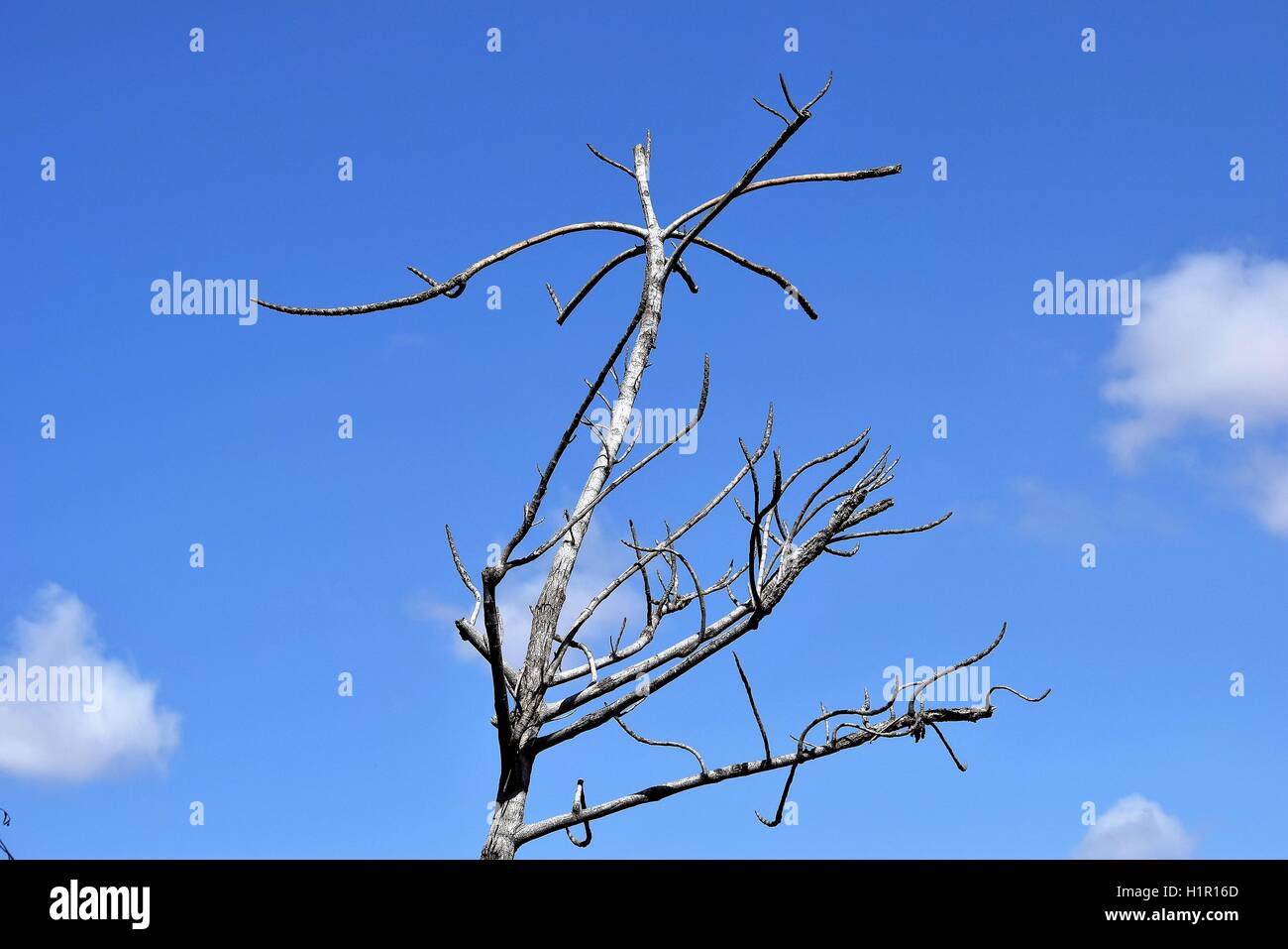 Uccelli selvatici volare nel cielo di primavera in Brasile a intorno ad un lago Foto Stock