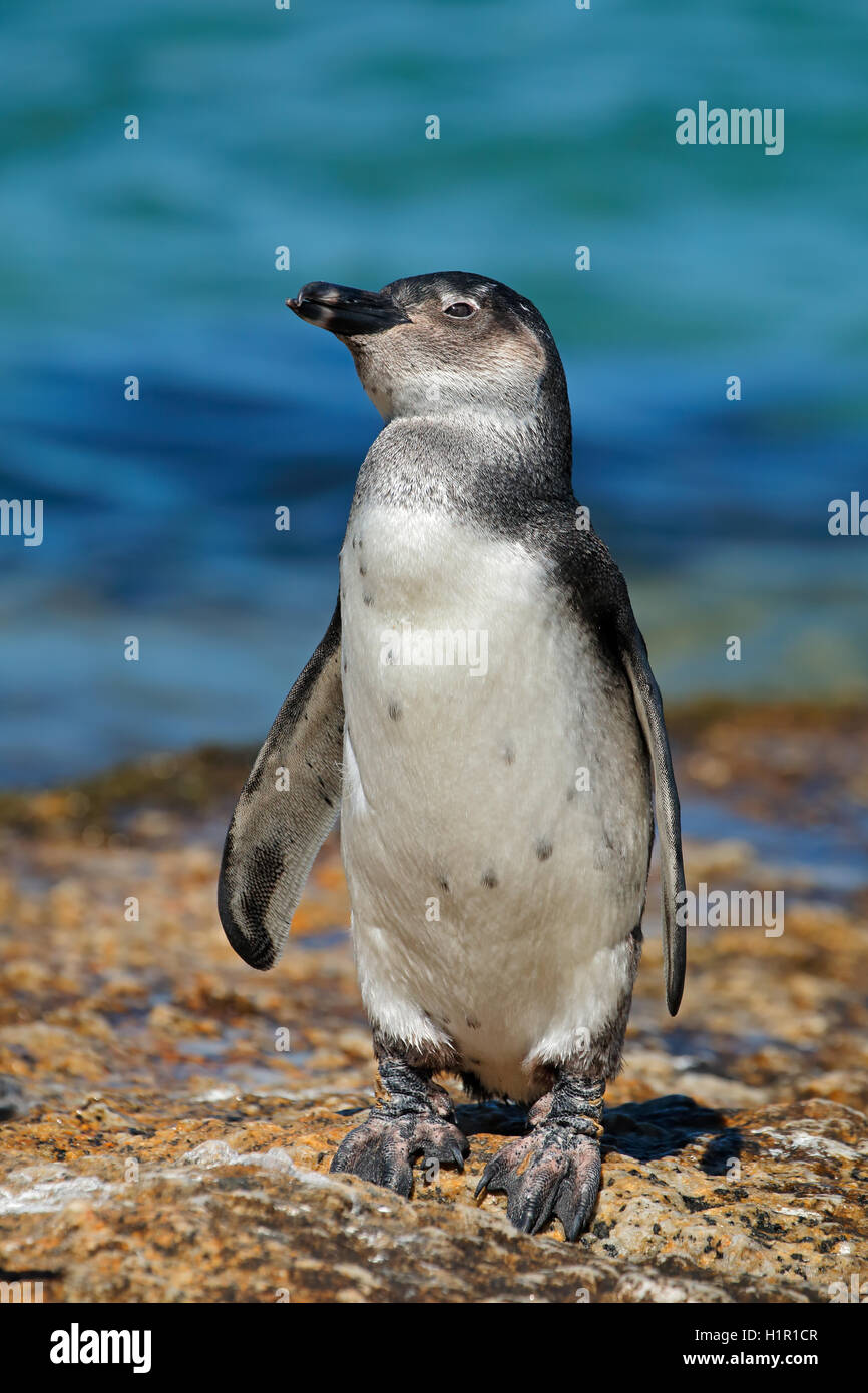 Un giovane africano penguin (Spheniscus demersus) sulle rocce costiere, Western Cape, Sud Africa Foto Stock