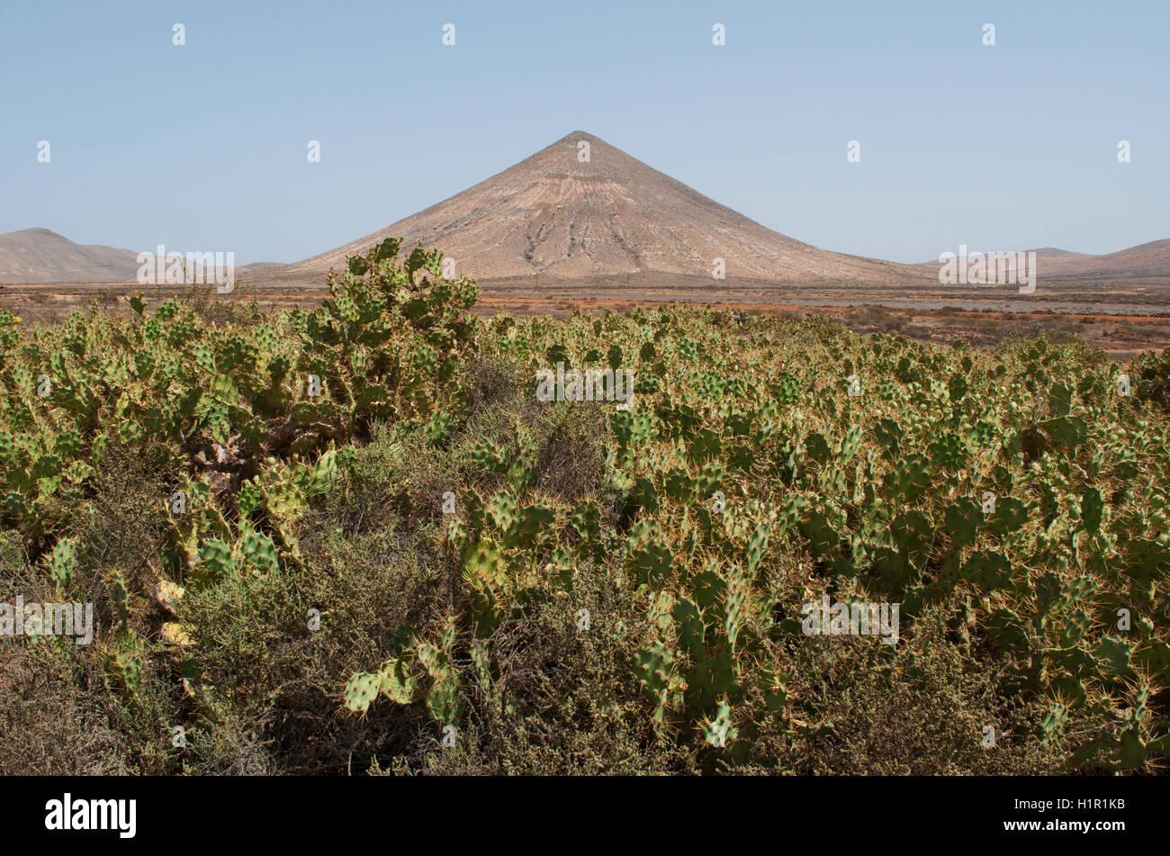 Fuerteventura: una distesa di cactus e il Volcán de la Arena, a forma di cono vulcano a Malpas de la Arena area naturale Foto Stock