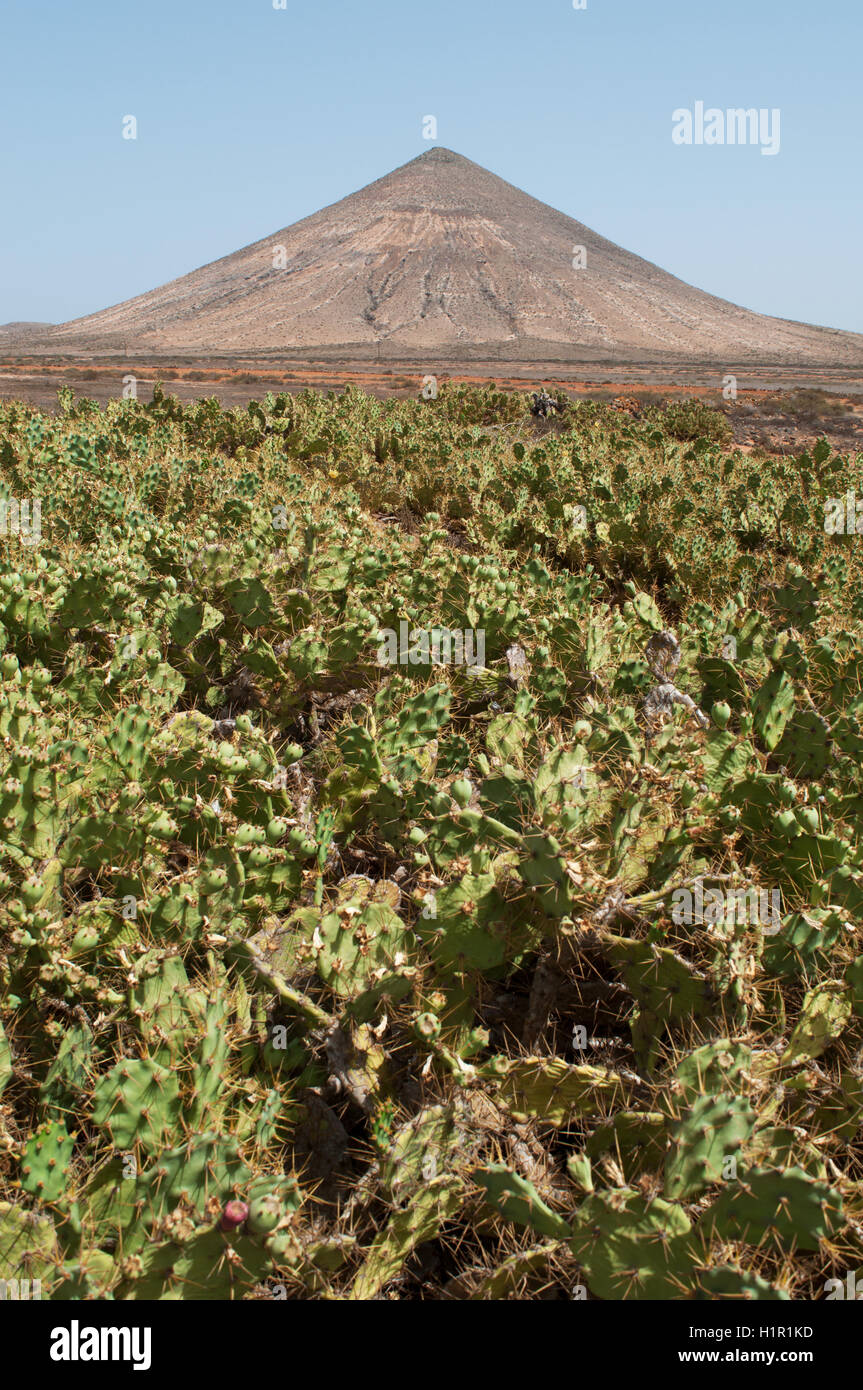 Fuerteventura: una distesa di cactus e il Volcán de la Arena, a forma di cono vulcano a Malpas de la Arena area naturale Foto Stock