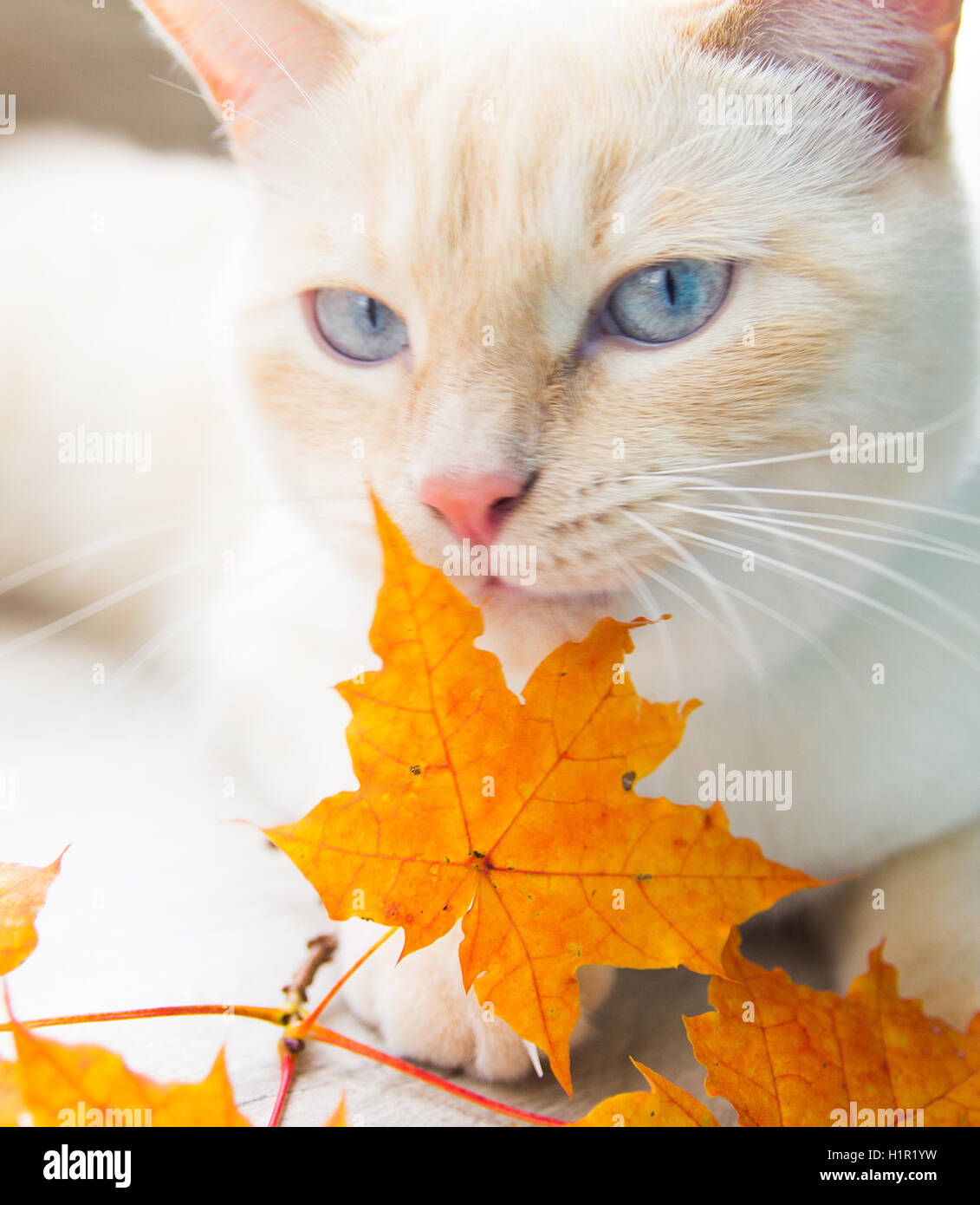 Cat giocando con foglie di autunno Foto Stock