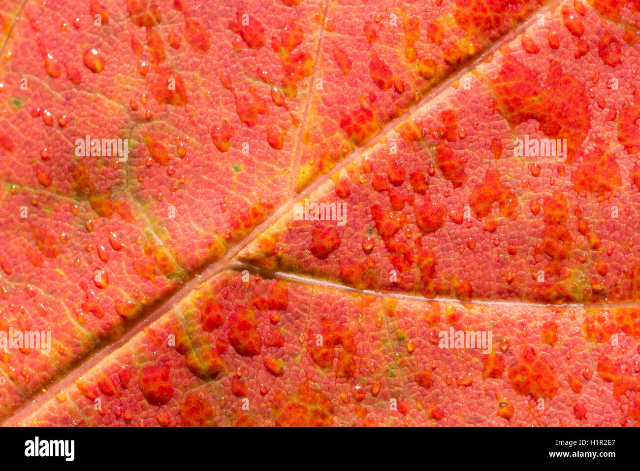 Red Maple Leaf Close Up Foto Stock