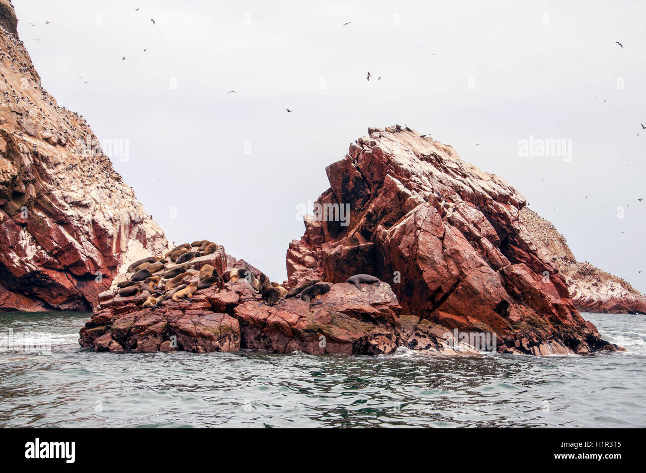 Sea Lion su formazione rocke guardando la telecamera. Islas Ballestas, Paracas riserva nazionale, Perù. Foto Stock
