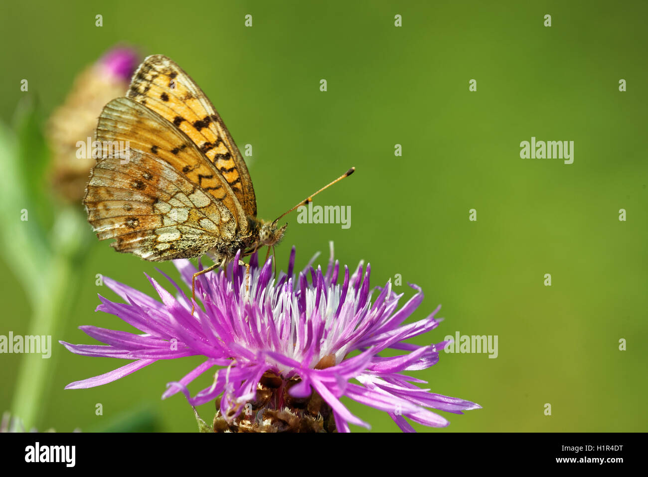 Niobe fritillary (Argynnis niobe) alimentazione a farfalla sul fiore di cardo Foto Stock