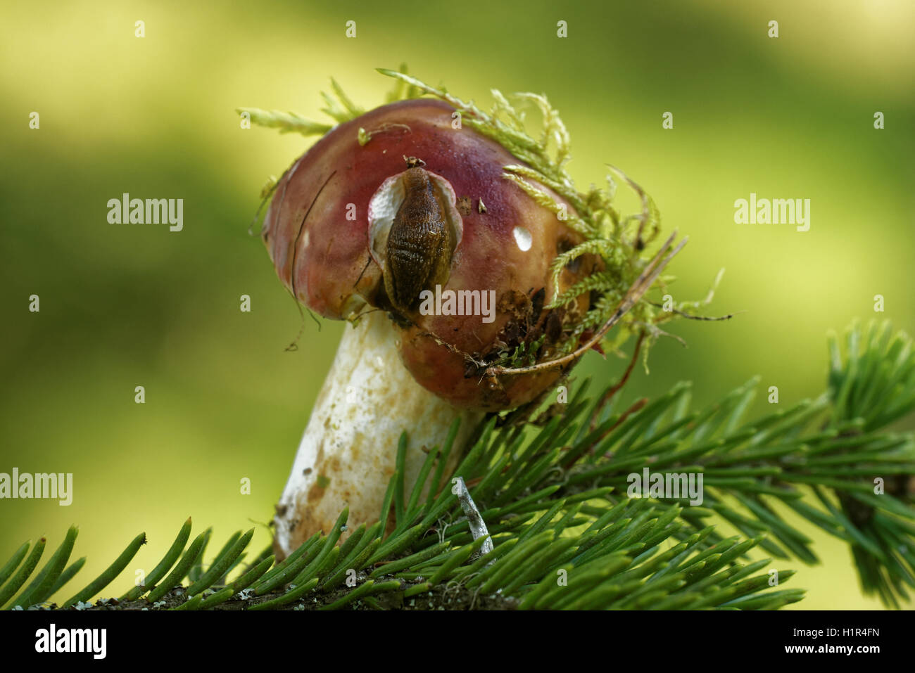 Terra slug alimentazione su un fungo. Foto Stock