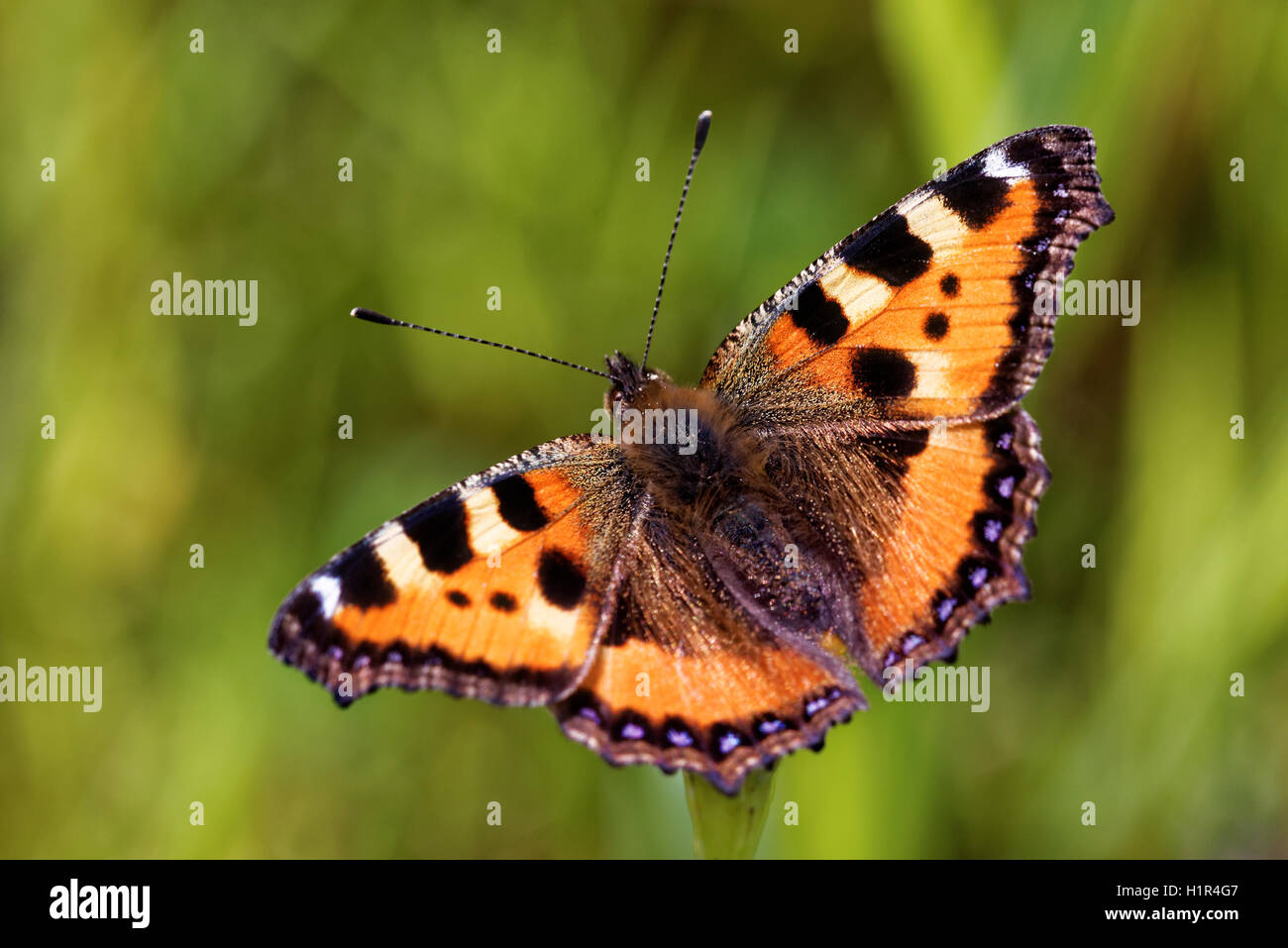 Tartaruga Butterfly (Aglais urticae) su un fiore. Foto Stock
