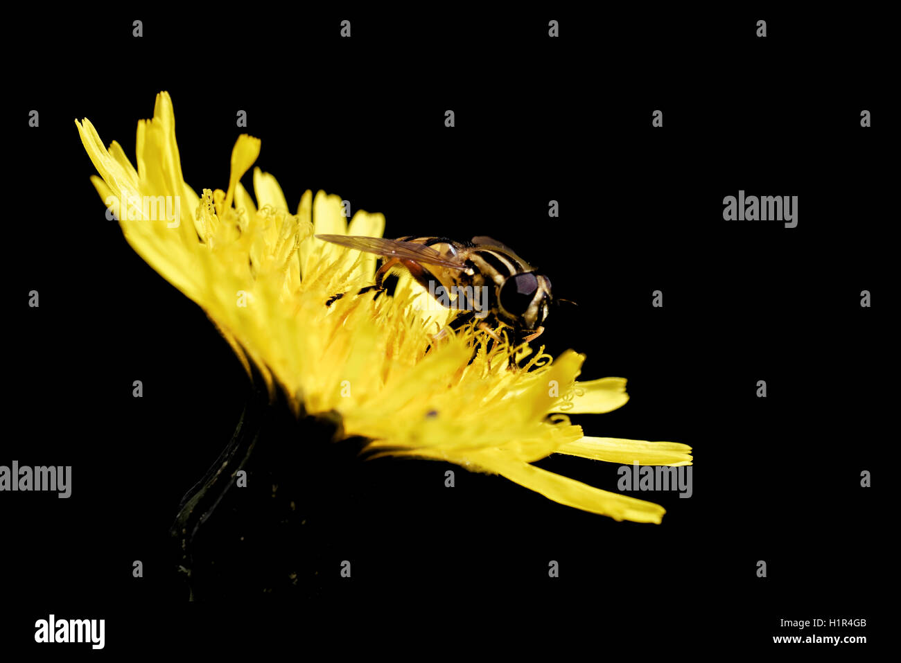 Hoverfly su un fiore Hieracium. Foto Stock