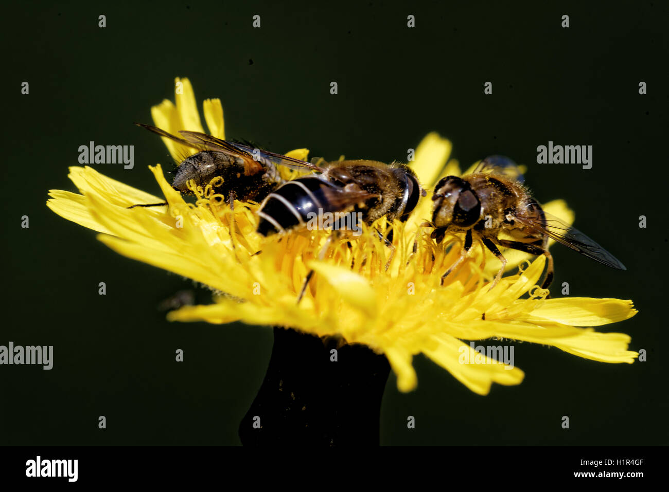 Hoverflies su un fiore Hieracium. Foto Stock