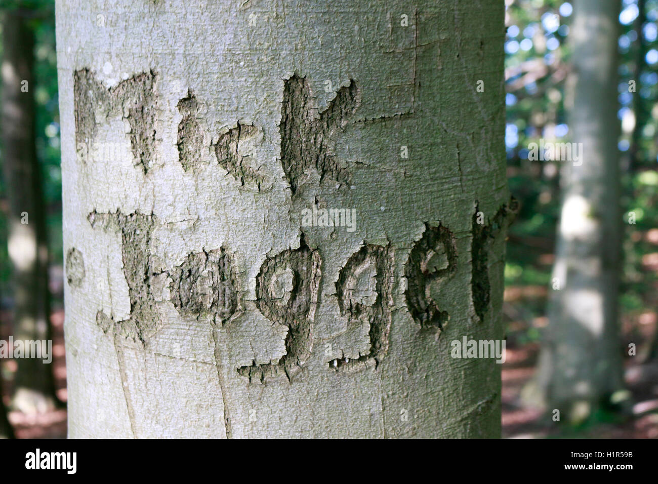 'Mick Jagger' in Baum eingeritzt, Ruegen. Foto Stock