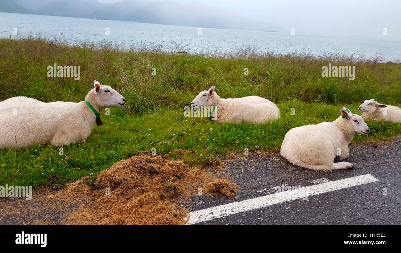 Impressionen: Schafe, Vesteralen, Norwegen. Foto Stock