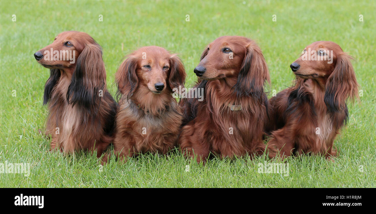 Tipico Bassotto dai lunghi capelli rosso Standard nel giardino estivo Foto Stock