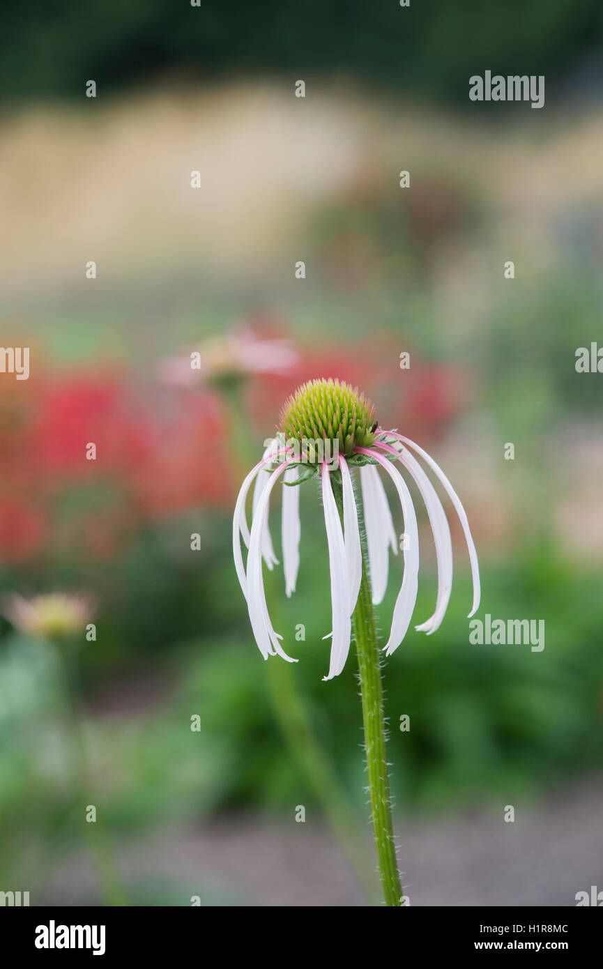 Echinacea Pallida "ballerina di hula' Fiore. Coneflower Foto Stock
