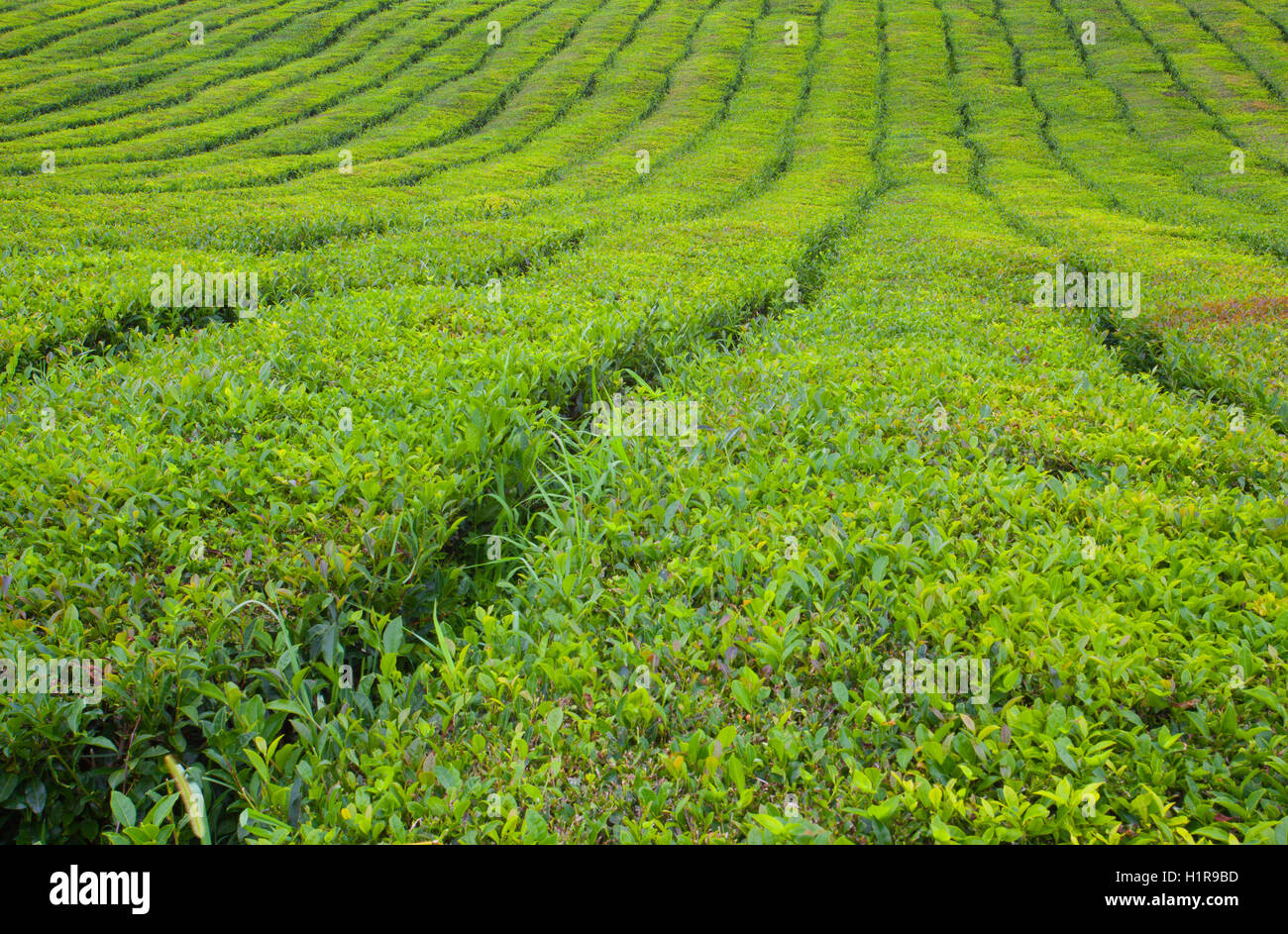 La piantagione di tè in Porto Formoso. Splendido paesaggio naturale di straordinaria bellezza. Azzorre, Portogallo Europa. Foto Stock