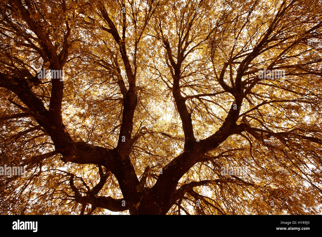 Oak holm rami e foglie in tono caldo, Spagna. Posizione orizzontale Foto Stock