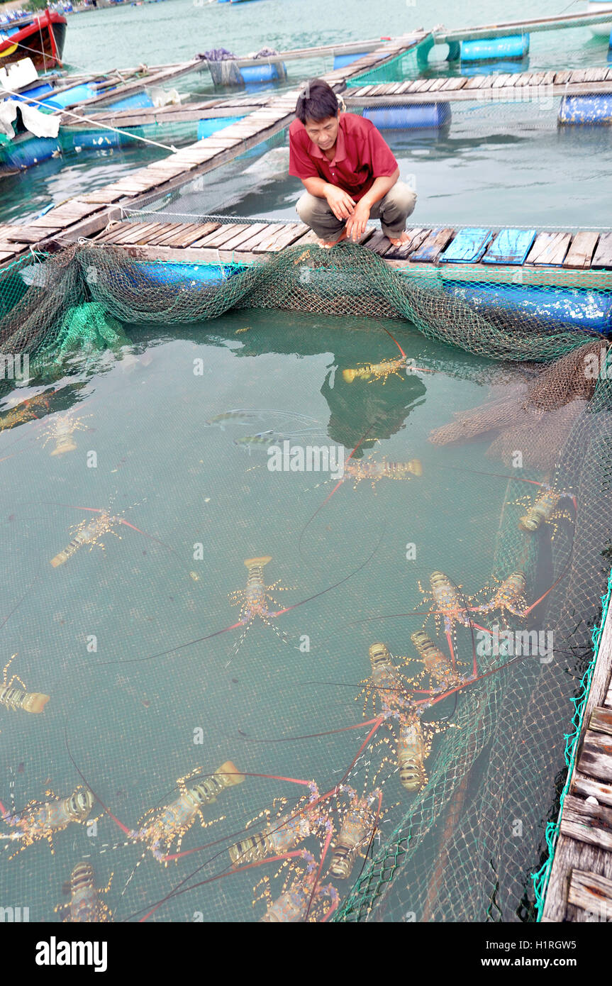 L'unità PHU Yen, Vietnam - Dicembre 21, 2011: un agricoltore è guardando la sua gabbia di aragosta allevamento nella baia di Vung Ro Foto Stock