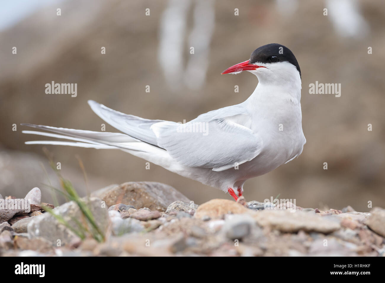 Arctic tern urlando su roccia Foto Stock