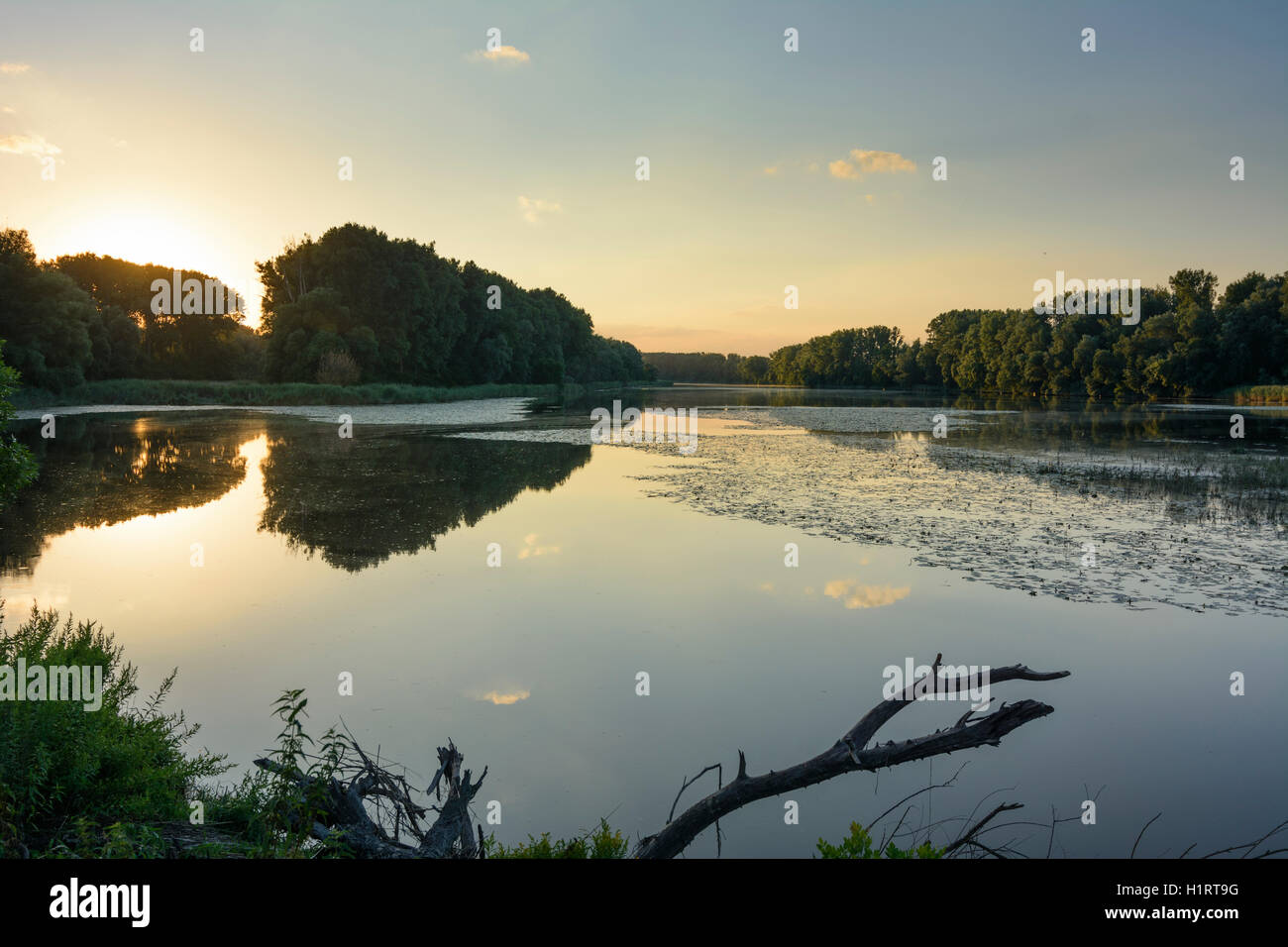 Nationalpark Donauauen, Danube-Auen Parco Nazionale: Lanca del Danubio, tramonto,, Donau Niederösterreich, Austria Inferiore, Austria Foto Stock
