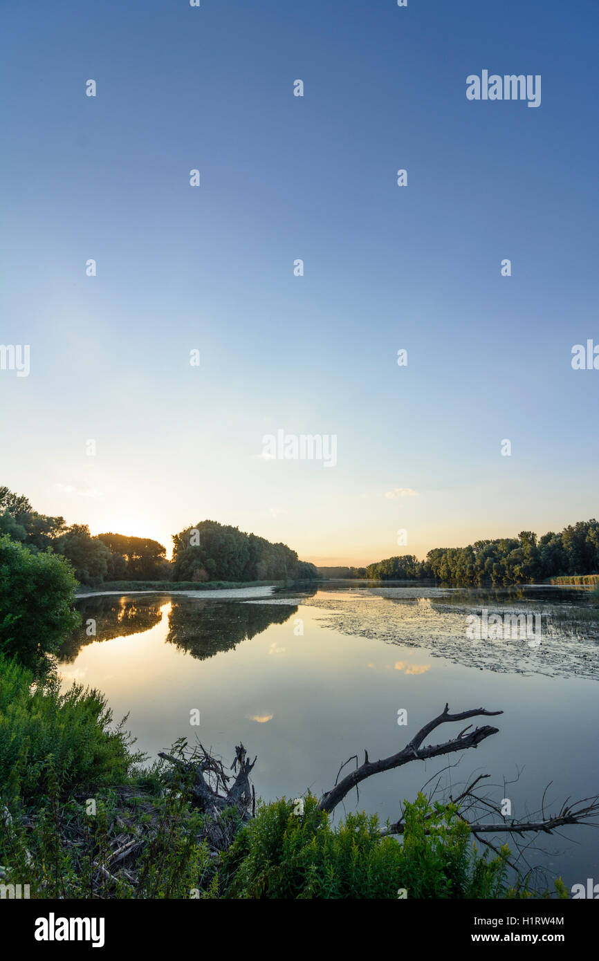Nationalpark Donauauen, Danube-Auen Parco Nazionale: Lanca del Danubio, tramonto,, Donau Niederösterreich, Austria Inferiore, Austria Foto Stock