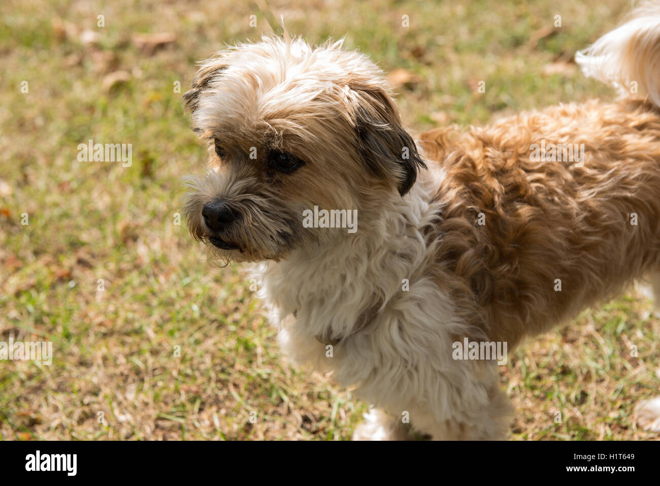 Un cane di piccola taglia in piedi su erba e cercando concentrata Foto Stock