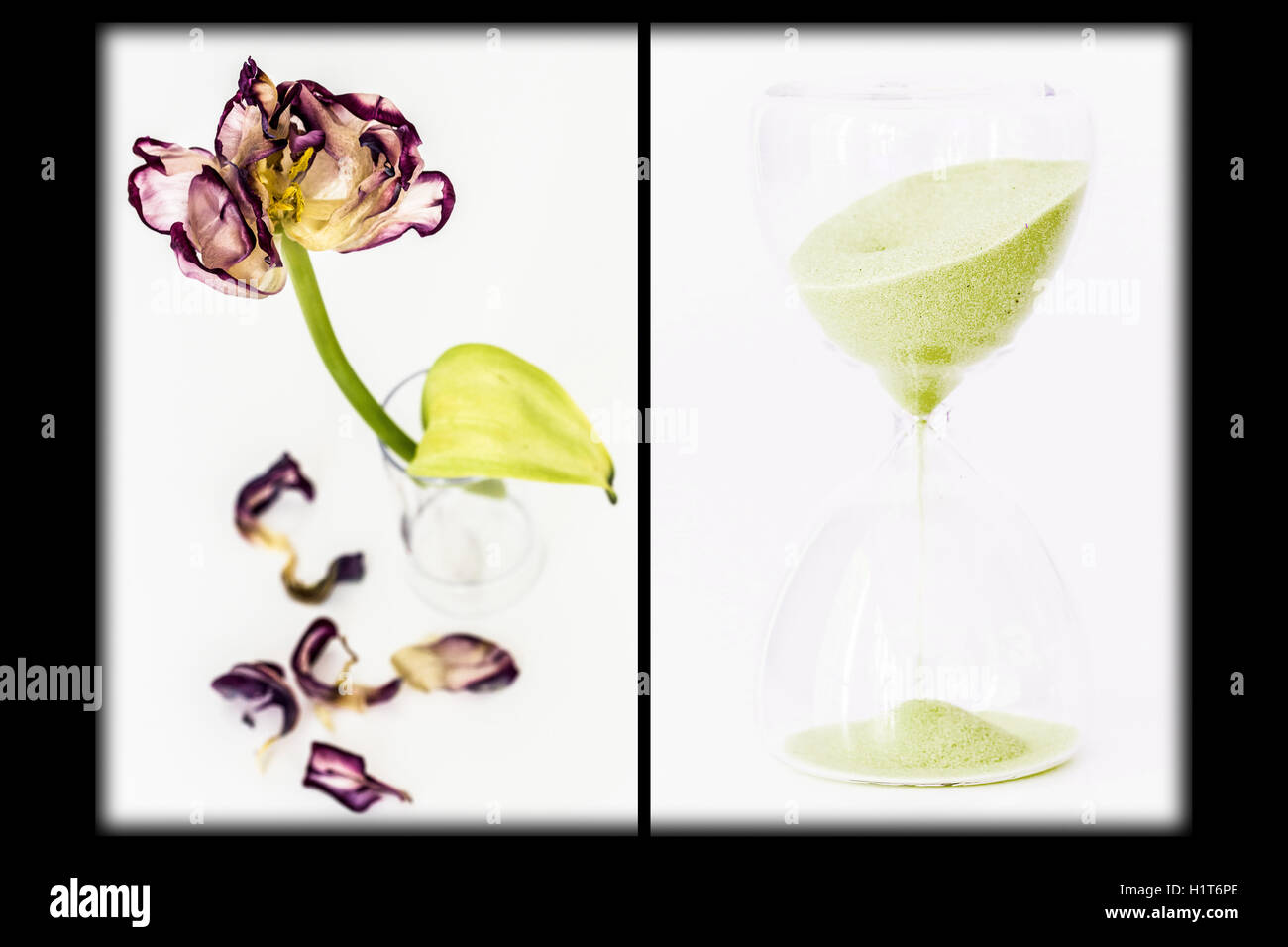 Immagine composita di una clessidra ed un fiore appassito. Immagine concettuale di invecchiamento. Foto Stock