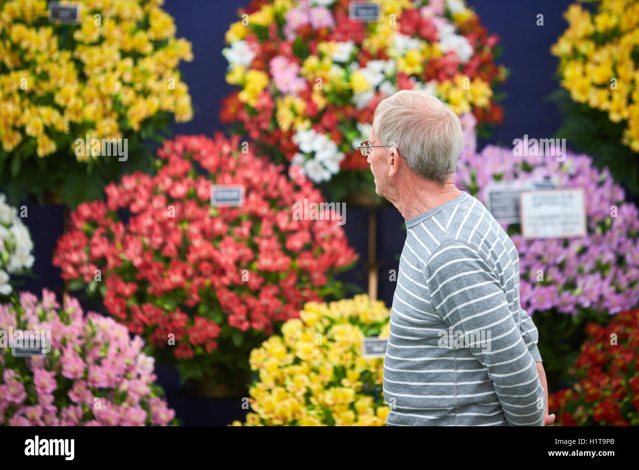 L'uomo cammina passato fiori di colore nel grande padiglione floreali a Blenheim Flower Show Foto Stock