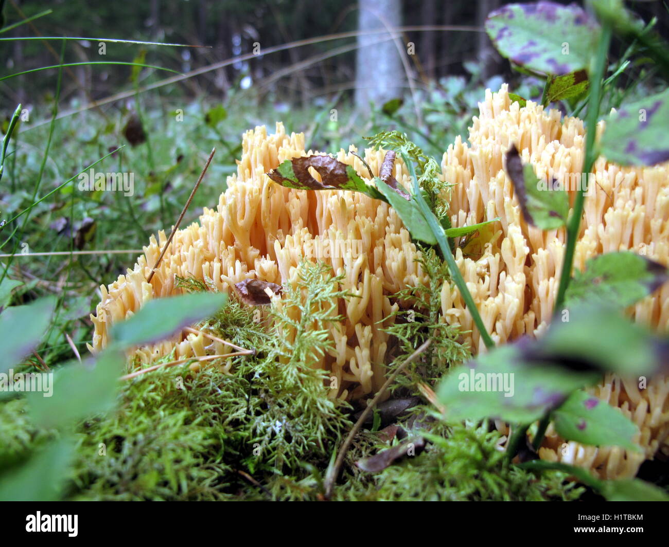 Fungo della foresta Foto Stock