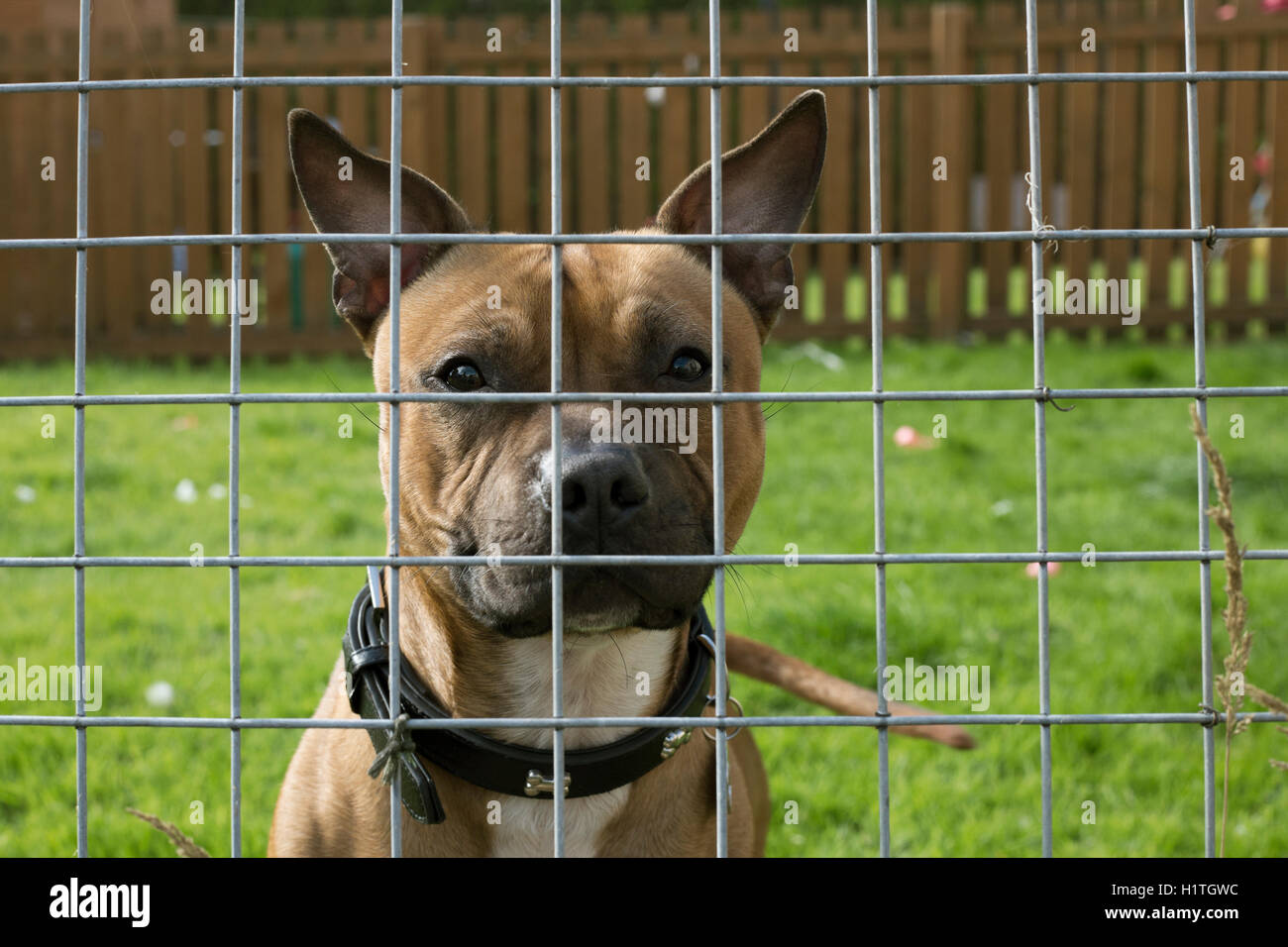 Cane attraverso la recinzione, Scotland, Regno Unito. Foto Stock