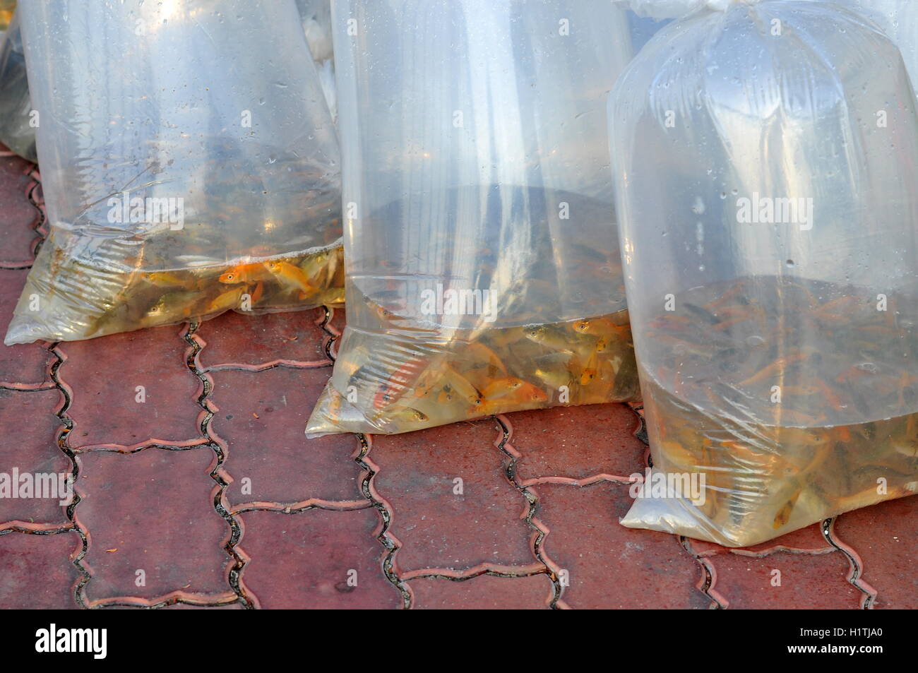 I pesci sono mantenuti in sacchetti di plastica Foto Stock